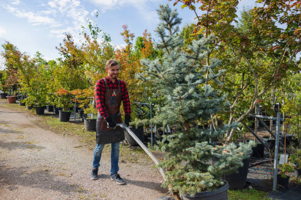 Best Affordable Tree Service  in USA